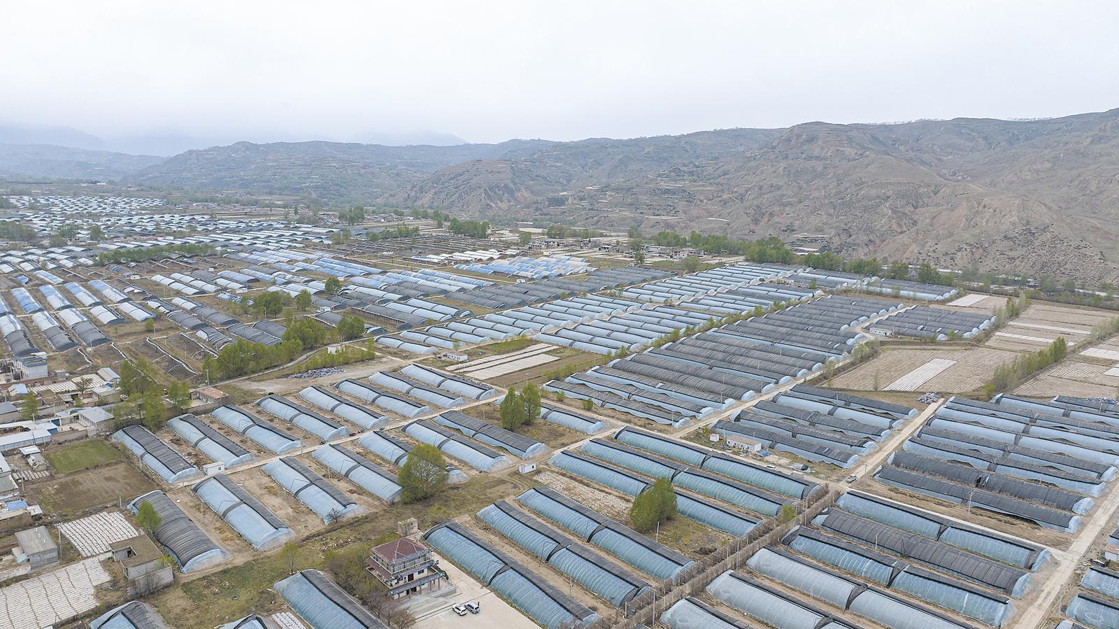 位於民和縣總堡鄉的總堡垣設施果蔬基地。本報記者 殷之皓 攝