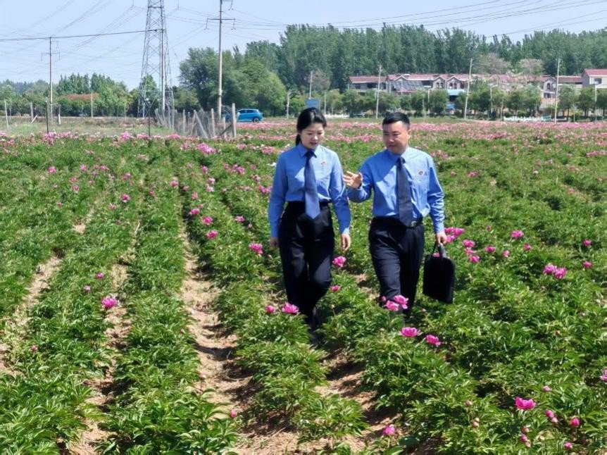 譙城區人民檢察院檢察官在亳白芍種植基地調查情況。人民網記者 王子鋒攝