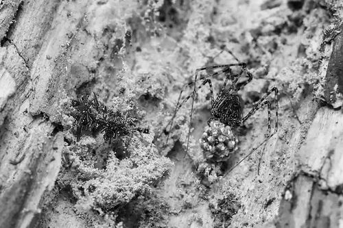 图片来源:Daniel Rubinoff