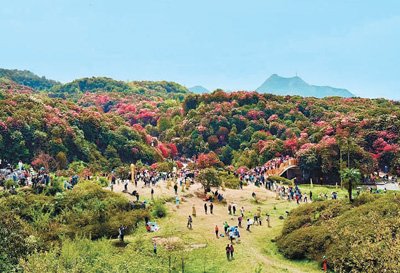 百里杜鵑景區春花盛放,遊人如織。本報記者 朱金宜攝