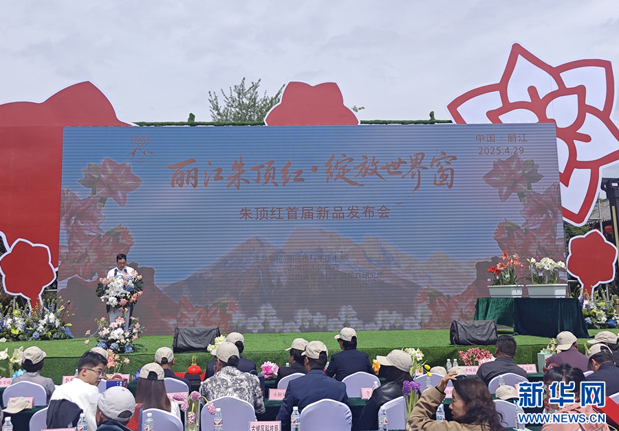 朱顶红首届新品发布会现场(4月29日摄)。新华网 和润仙 摄