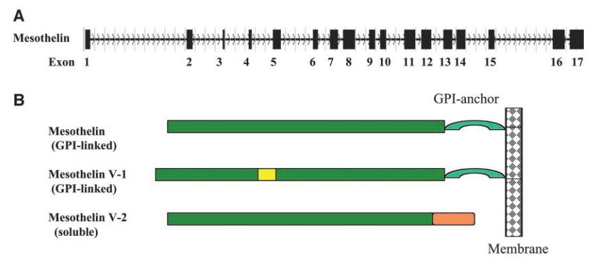 图4. 间皮素基因及其编码的蛋白质的示意图