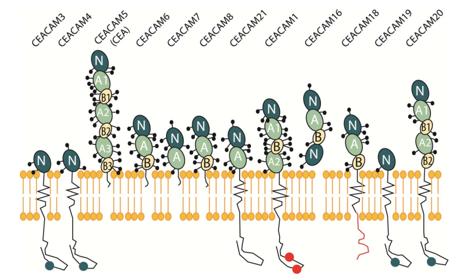 图11. CEACAM家族成员结构
