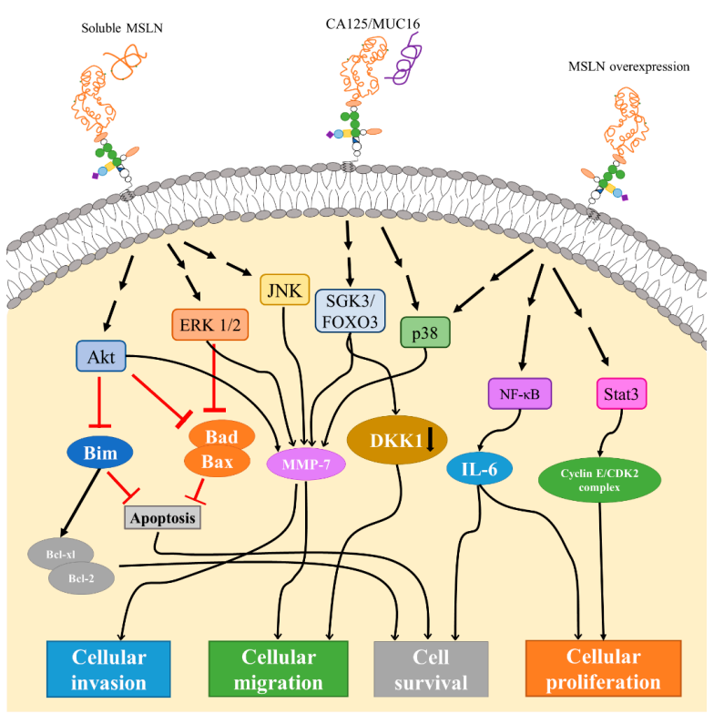 图5. MSLN介导的相关信号通路