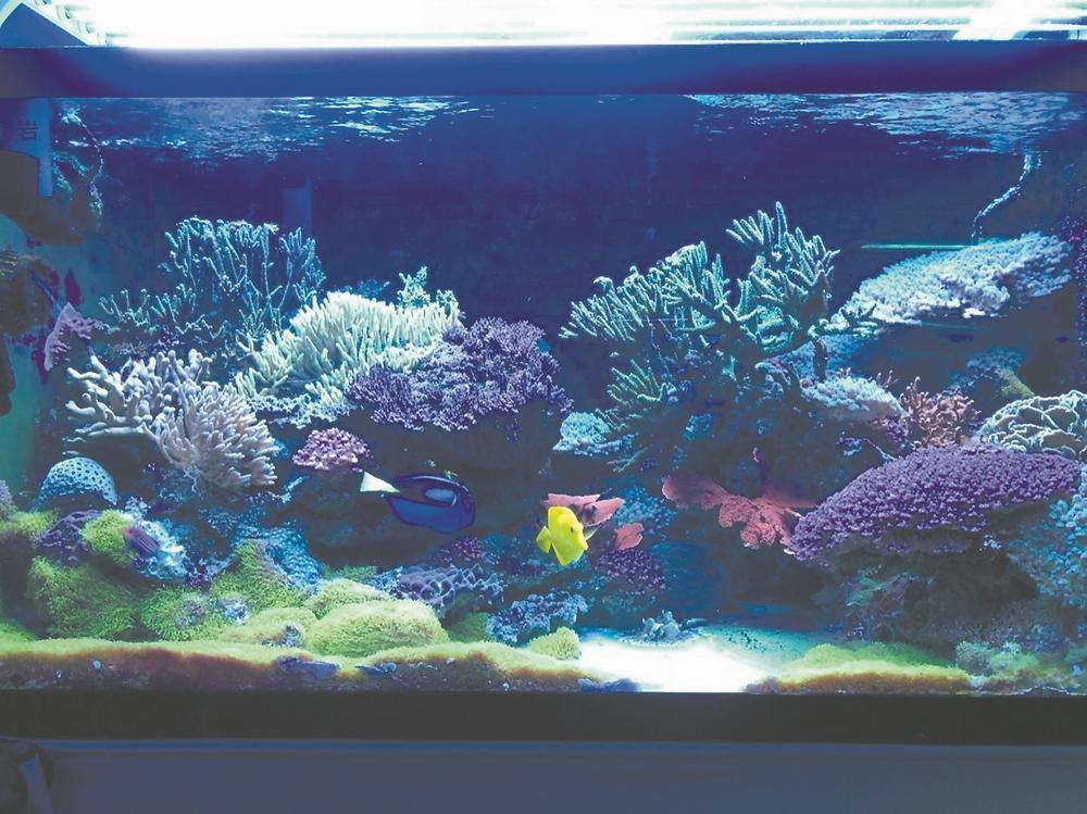 珊瑚保育馆里的自然礁岩模拟缸 黄丁勇 摄