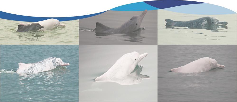 分别为中华白海豚婴儿期、幼年期、少年期、青年期、壮年期、老年期。 王先艳 摄