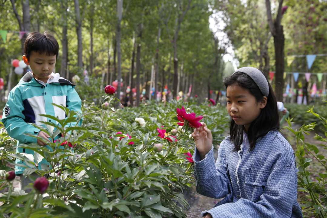 游客欣赏芍药盛放美景。 北京市平谷区供图