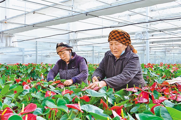 图为拉萨市才纳国家现代农业示范园区工作人员在修剪花烛。记者 王敏 洛桑 摄