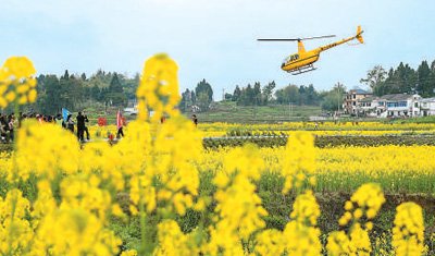 四川省廣安市廣安區花橋鎮20萬畝糧油基地的油菜花競相綻放,吸引不少市民體驗「坐著飛機去看花」。邱海鷹攝(人民視覺)