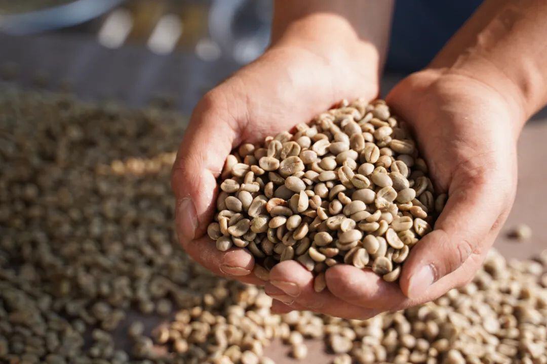 普洱咖啡 图源：普洱发布