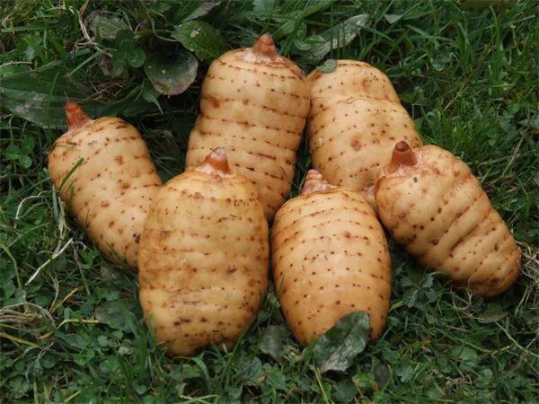 昭通天麻 图源：昭通发布