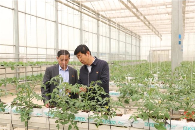 步同良(左)到耿店村瞭解蔬菜大棚生長情況