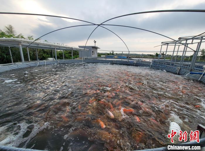 5月9日,海口市美蘭區演豐鎮,養殖桶中的鹹淡水紅鯛魚。記者 王曉斌 攝