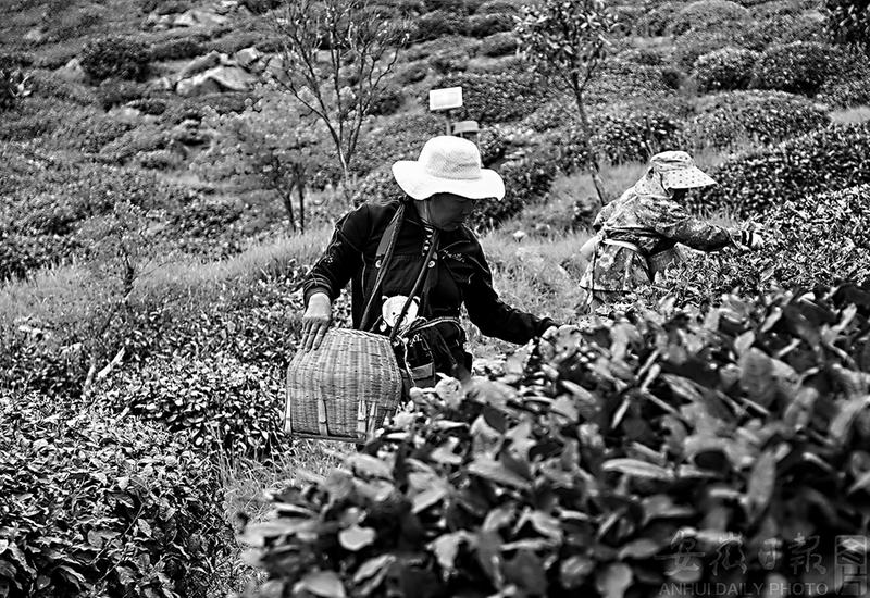 茶工们正采摘“岳西翠兰”茶。(资料图片)