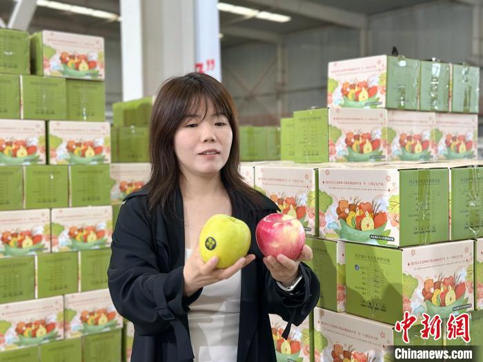 5月8日,甘肅慶陽市環縣,「蘋果女孩」李瑩介紹不同種類的蘋果。閆姣 攝