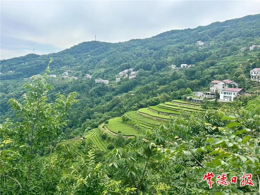 石门银峰的有机茶园。图片来源:常德日报媒资库