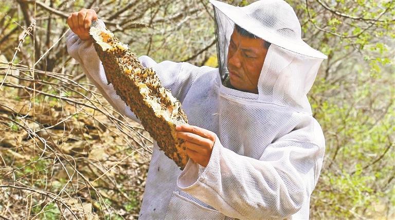 5月8日，黄龙县养蜂师刘超在查看蜂胚情况。 本报通讯员 陈子龙摄