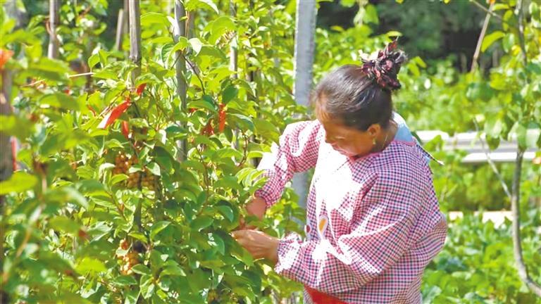 5月7日，柞水县营盘镇曹店村村民在采收五味子。 本报通讯员 李翔摄