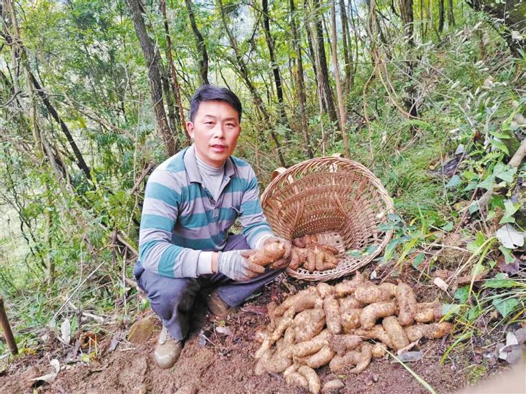 佛坪县丰祥种养殖专业合作社负责人董水成在采挖天麻（资料照片）。 受访者供图