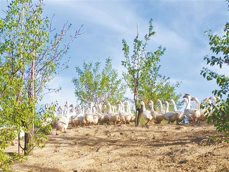 5月10日，榆阳区鱼河镇李家沟村亚平家庭农场里，一群大鹅在西梅树下觅食。 本报通讯员 赵星瑞摄