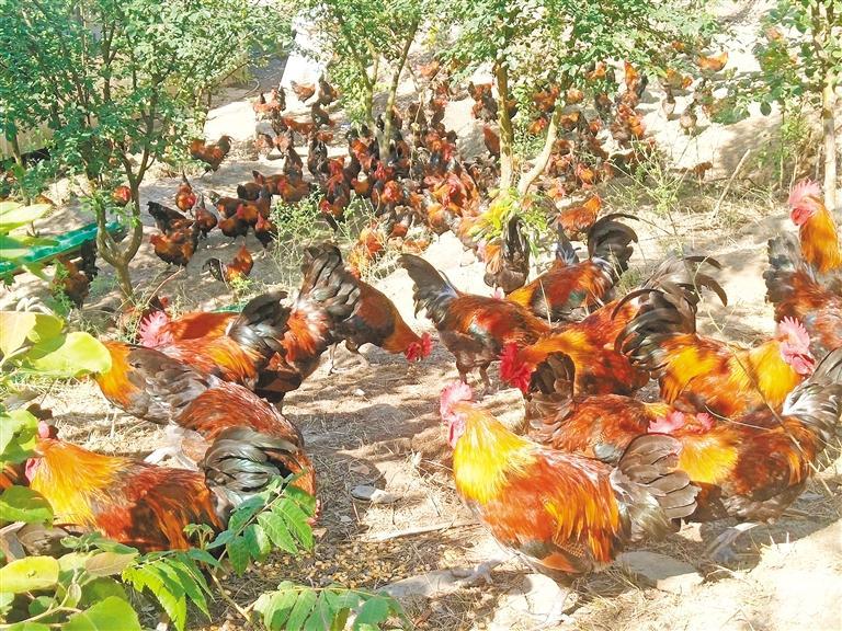 5月8日，白河县仓上镇石关村木瓜硒鸡养殖基地内，成群的鸡在觅食。 本报通讯员 朱明富摄