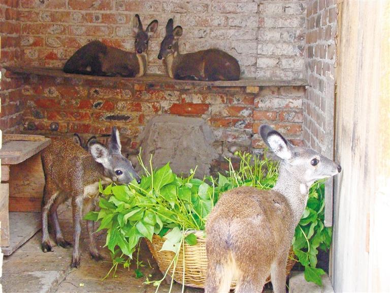 正在食草的林麝（资料照片）。 受访单位供图