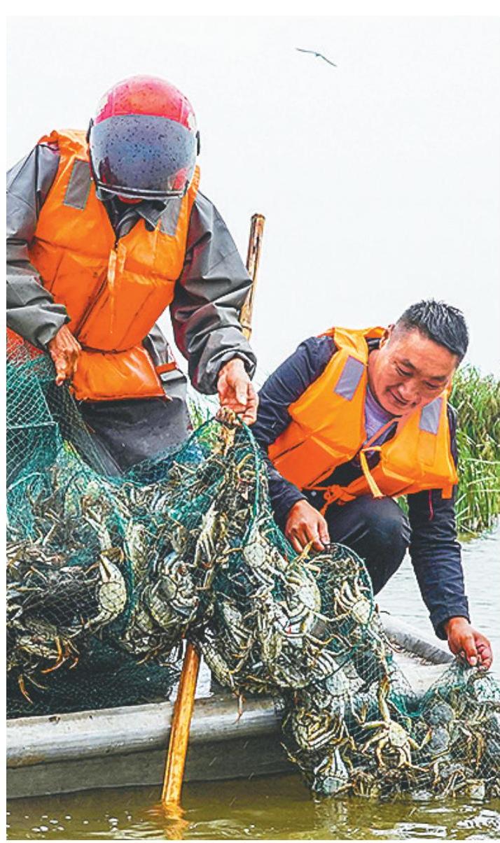 公安縣陸遜湖大閘蟹養殖基地。 (湖北日報通訊員 穀少海 攝)