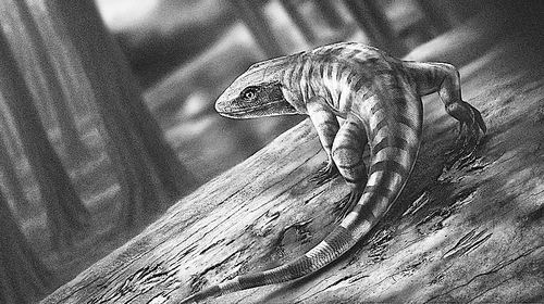 图片来源:Marcin Ambrozik