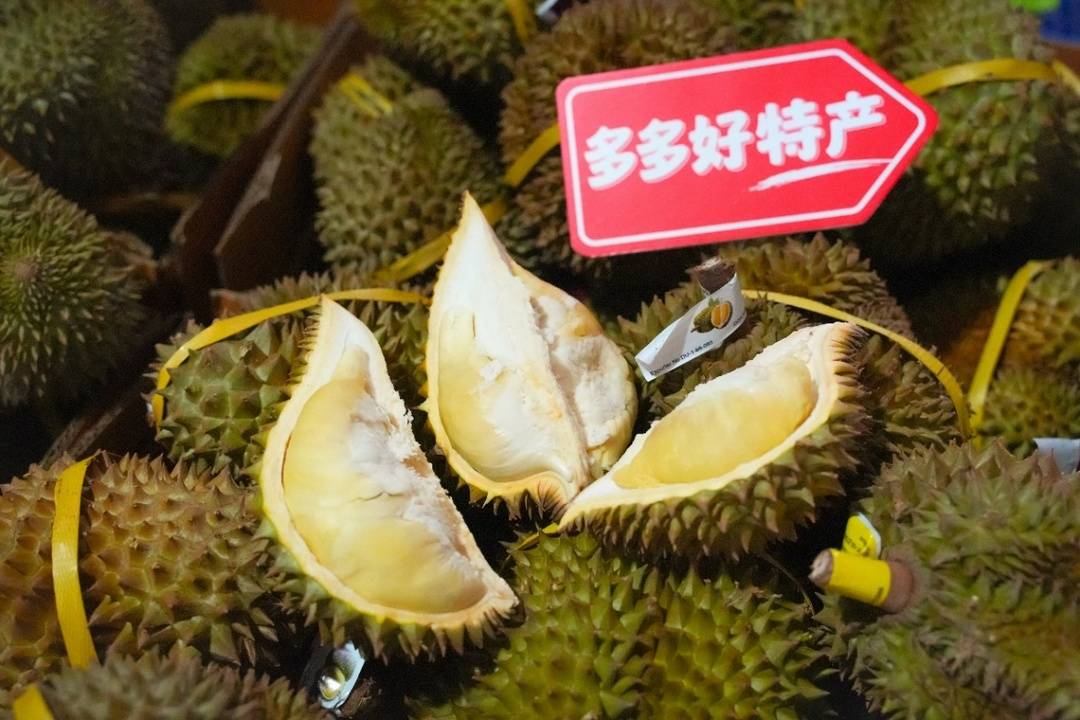 ▲榴蓮正值上市期,白釗倉庫的榴蓮已分揀待發。閔杉▕攝