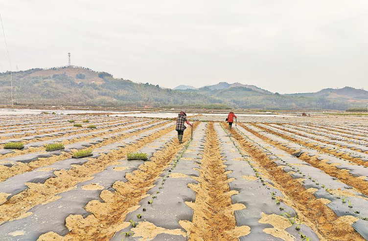 建甌市農民在可降解地膜覆蓋的農田里移栽鮮食玉米苗。(受訪單位供圖)