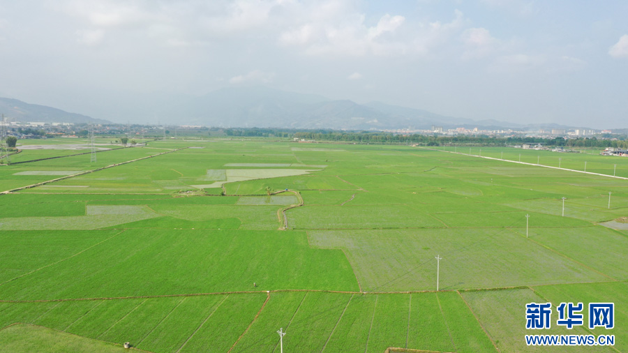 航拍水稻田(5月16日攝)。新華網發(李升寬 攝)