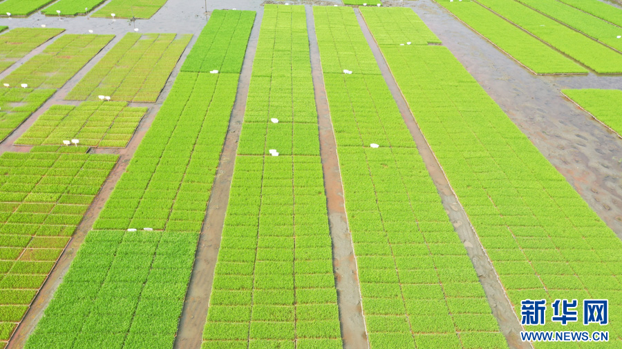 栽種好的秧苗(5月16日攝)。新華網發(李升寬 攝)