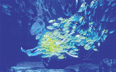 三亞海昌夢幻海洋不夜城水下潛水攝影。王程龍 攝