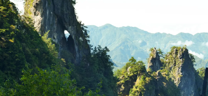 悬崖峭壁上的野生崖柏(图片由重庆雪宝山国家级自然保护区管理事务中心提供)