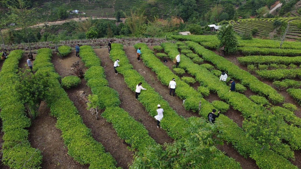 5月13日，中国人寿驻滇单位职工在云南省临沧市沧源佤族自治县糯良乡贺岭村茶山采茶，助农增收（无人机照片）。薛莹莹摄