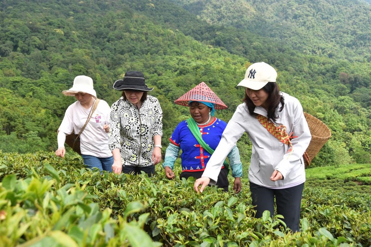 5月13日，中国人寿驻滇单位职工和当地农户在云南省临沧市沧源佤族自治县糯良乡贺岭村茶山采茶，助农增收。薛莹莹摄