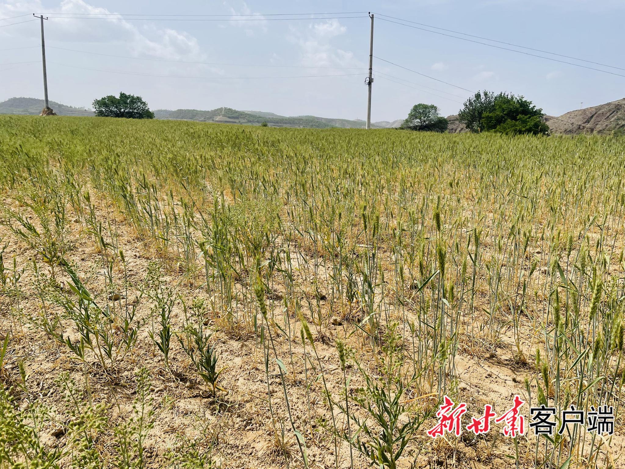 慶城縣受旱情影響的小麥。新甘肅·甘肅日報記者 張燕茹 攝