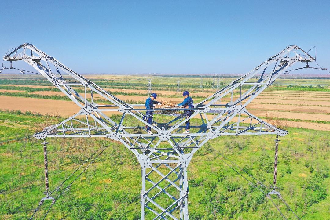 國網東營供電公司輸電人員在220千伏海港I、II線14號鐵塔為東方白鸛搭建人工鳥巢。