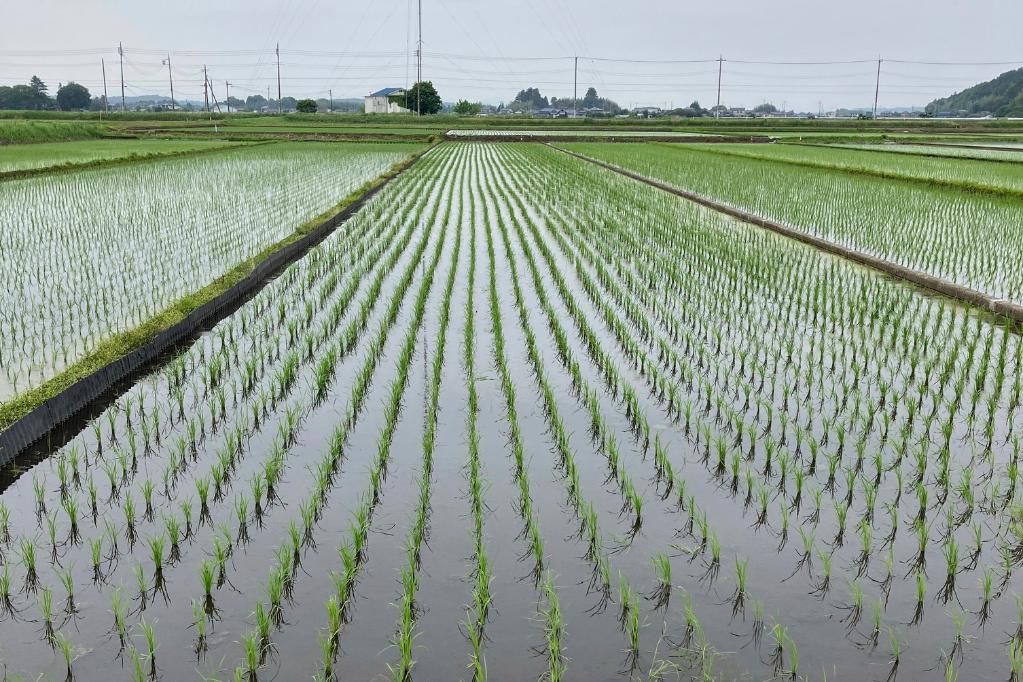 5月22日拍摄的日本一处稻田。新华社/美联