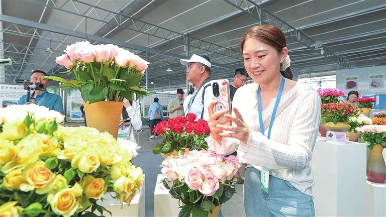 记者们在兰州新区现代花卉产业园参观。本文图片均由兰州新区报记者李佳丽 摄