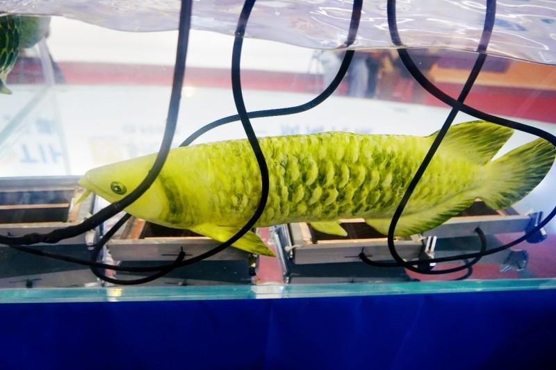 　　<展柜中灵动游弋的仿生鱼>