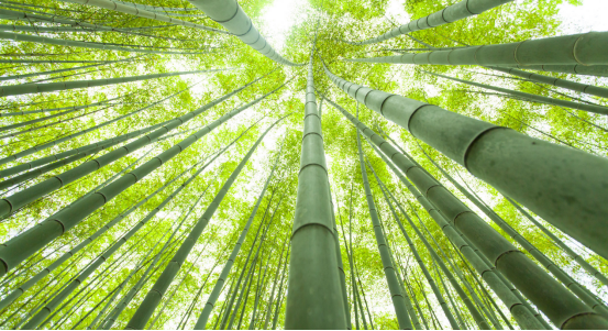 上猶縣竹資源豐富,毛竹總蓄積量達4300餘萬根。吳祖林攝
