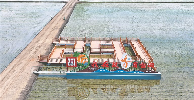 二九一农场定制农业。白玉迪摄