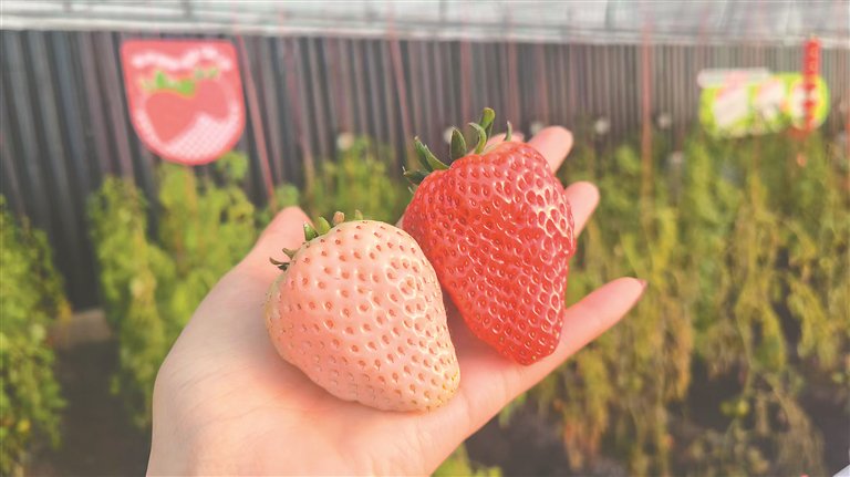 又嫩又甜的新鲜草莓。 本报记者 刘畅摄