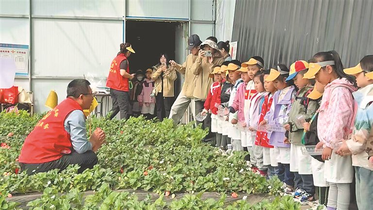 在闫家岗农场采摘草莓。魏岚摄