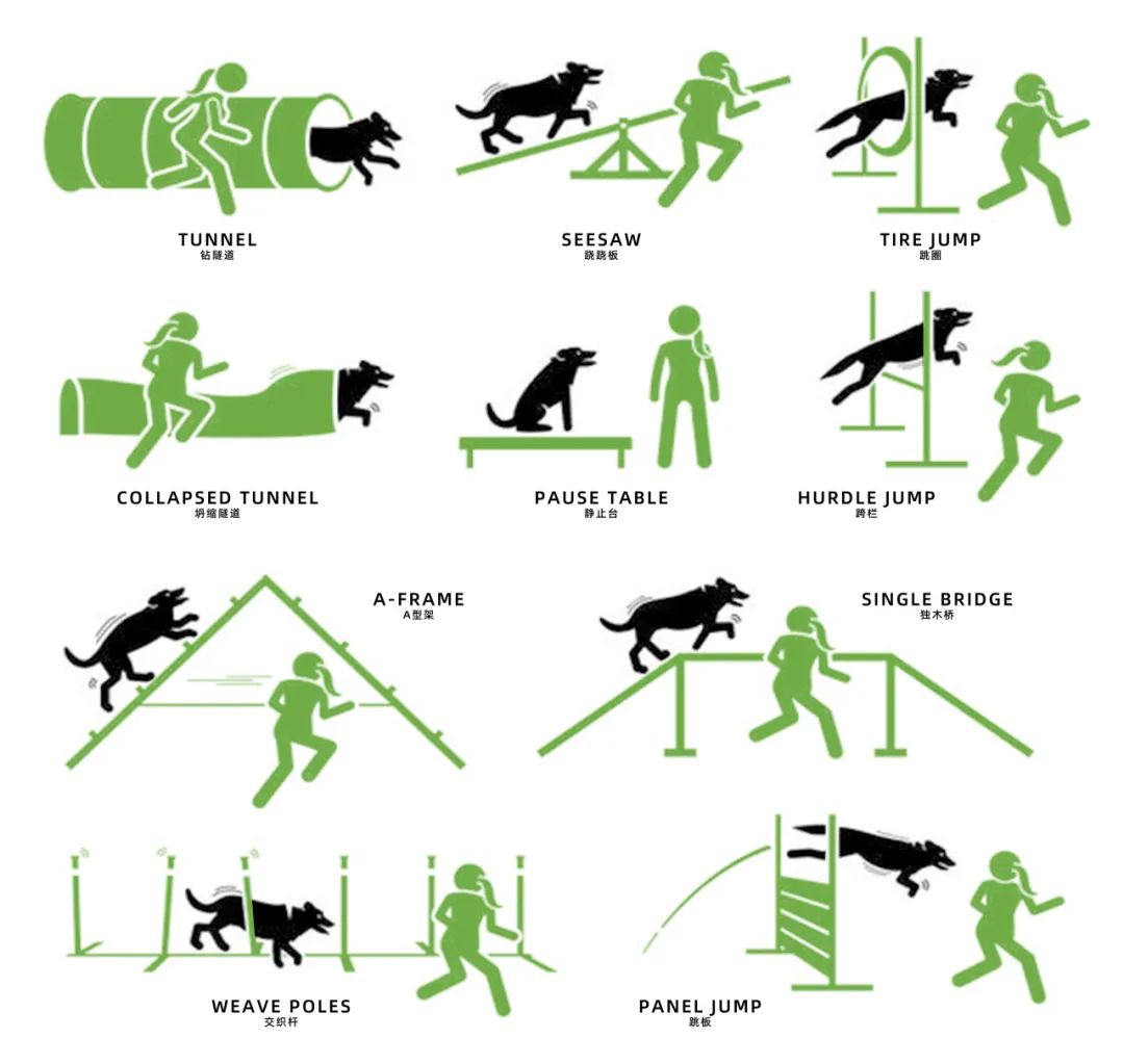 ▲ 宠物狗的运动需求研究