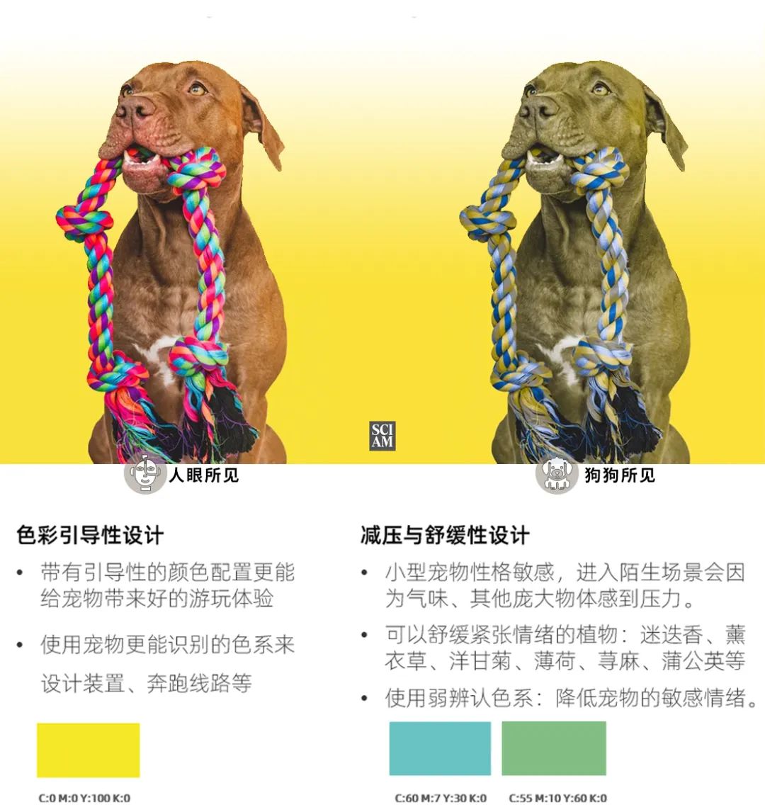 ▲ 宠物狗的视觉、嗅觉敏感度研究