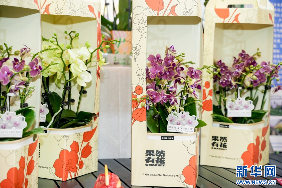 蝴蝶兰手提礼盒（6月20日摄）。新华网发（周润元 摄）