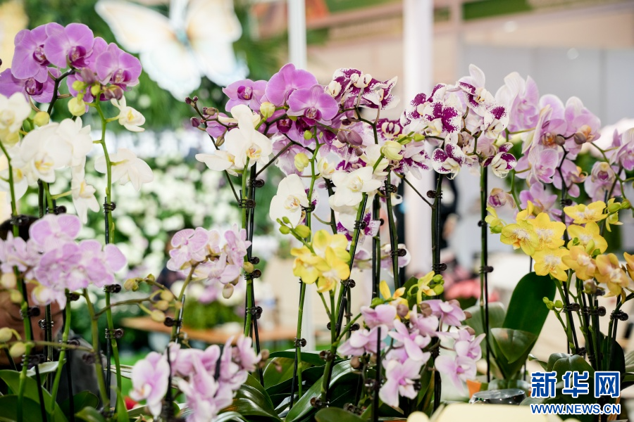 蝴蝶兰（6月20日摄）。新华网发（周润元 摄）