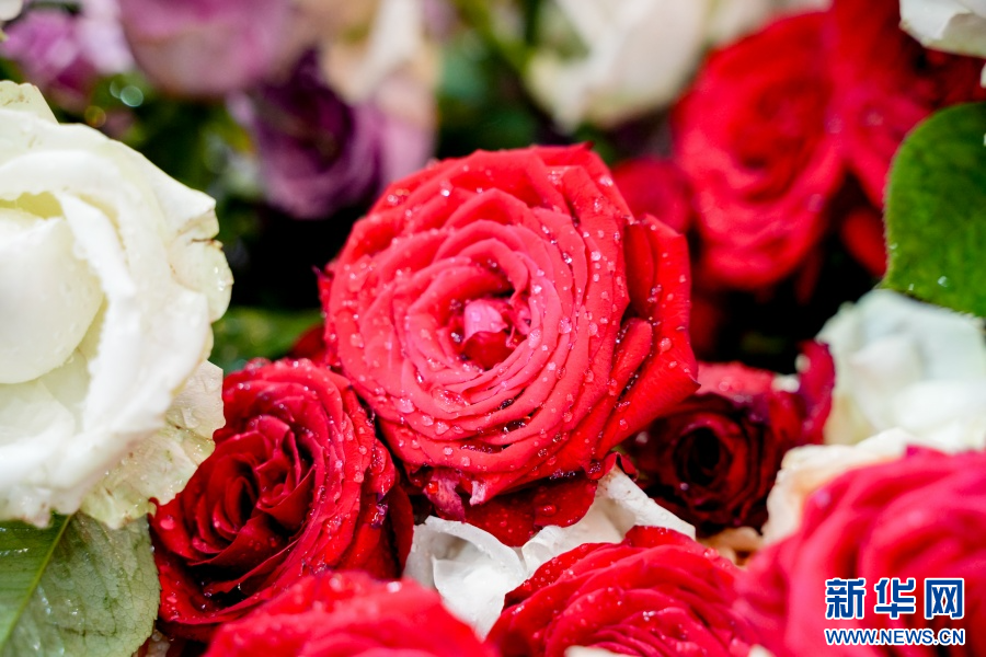 玫瑰花（6月20日摄）。新华网发（周润元 摄）